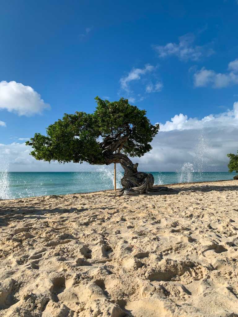 Fofoti tree leaning over the sand at Eagle Beach, Aruba
