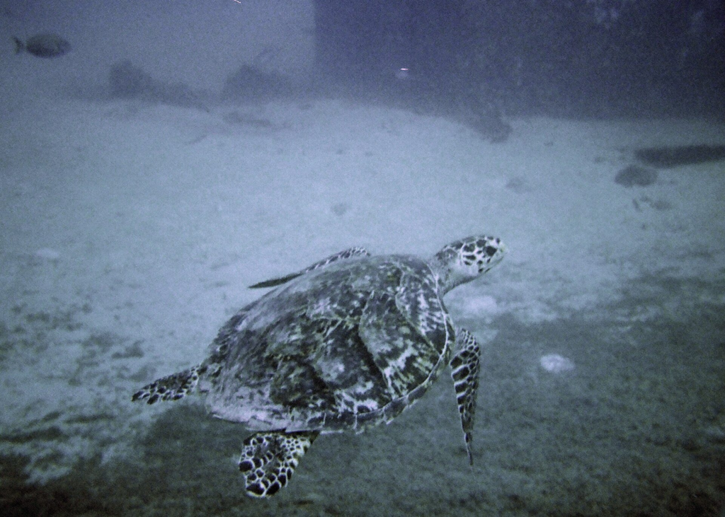 A sea turtle swimming above the sandy bottom at the Antilla wreck