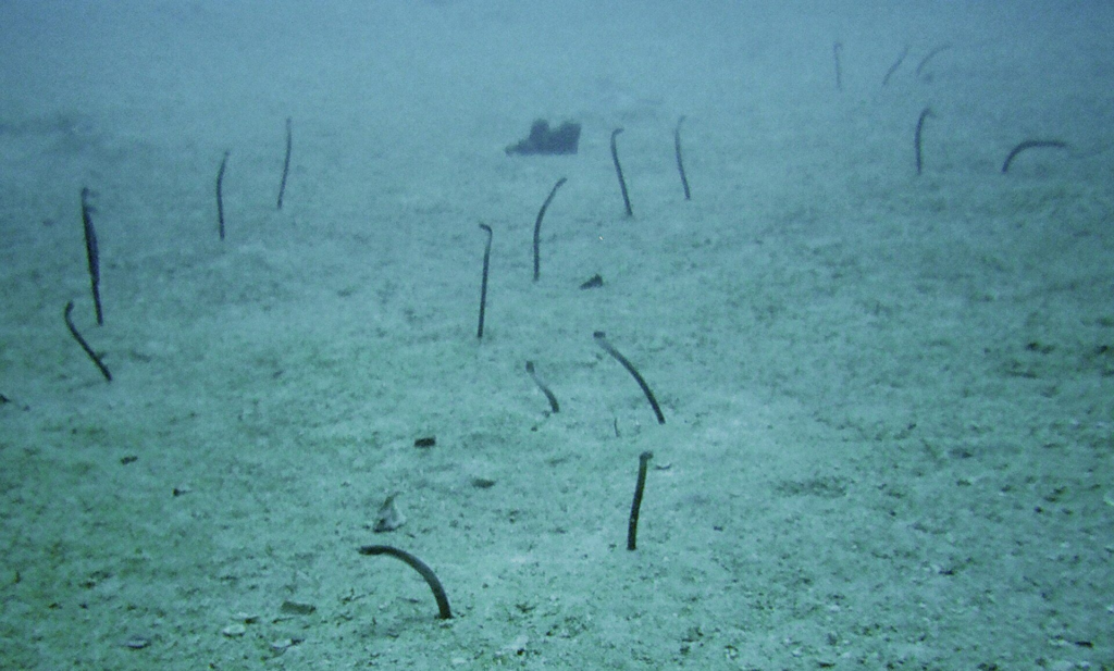 Garden eels rising from the sand near the Antilla wreck