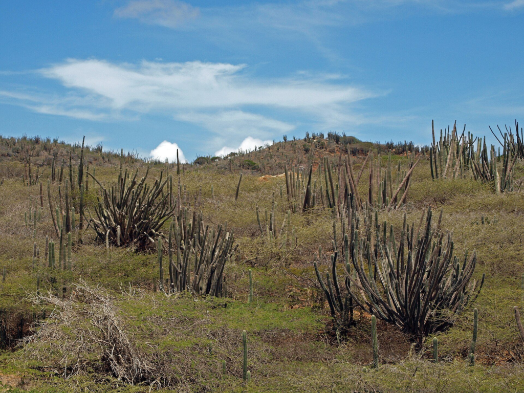 Cactus-covered hills in Arikok National Park, Aruba