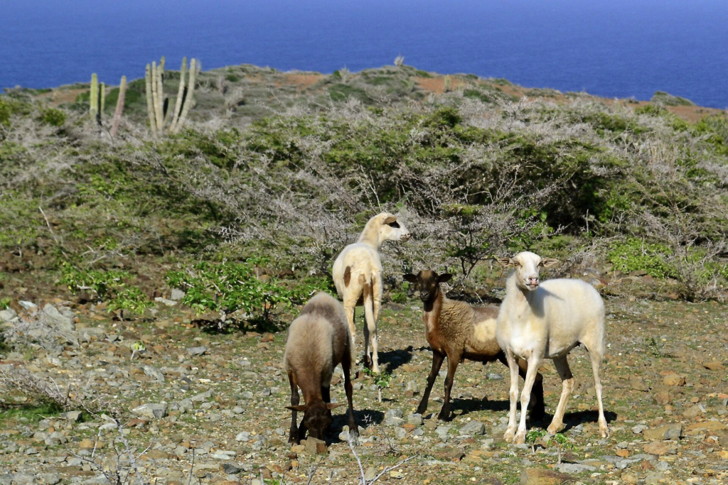 Goats grazing in the scrub of Arikok National Park
