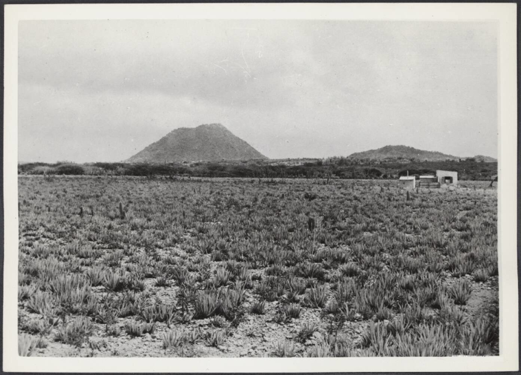 Black-and-white photo of an aloe plantation with the Hooiberg hill behind