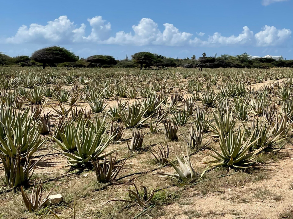 Rows of aloe vera plants in a field in Aruba