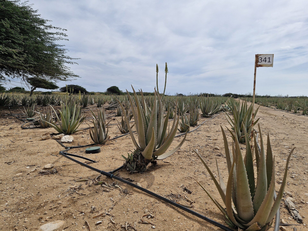 Aloe plants growing in dry soil with divi-divi trees behind