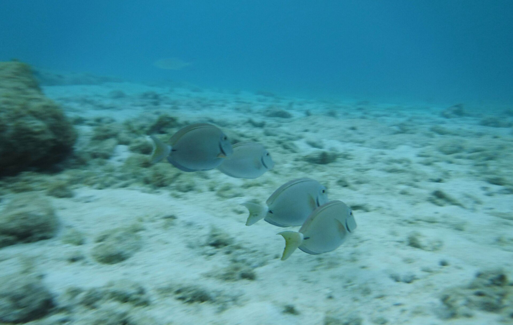 Fish swimming over a sandy reef at Mangel Halto, Aruba