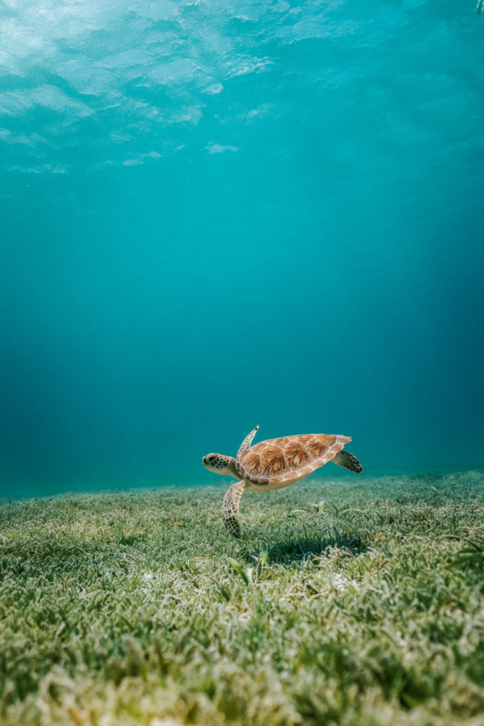 Sea turtle swimming in clear water off Aruba