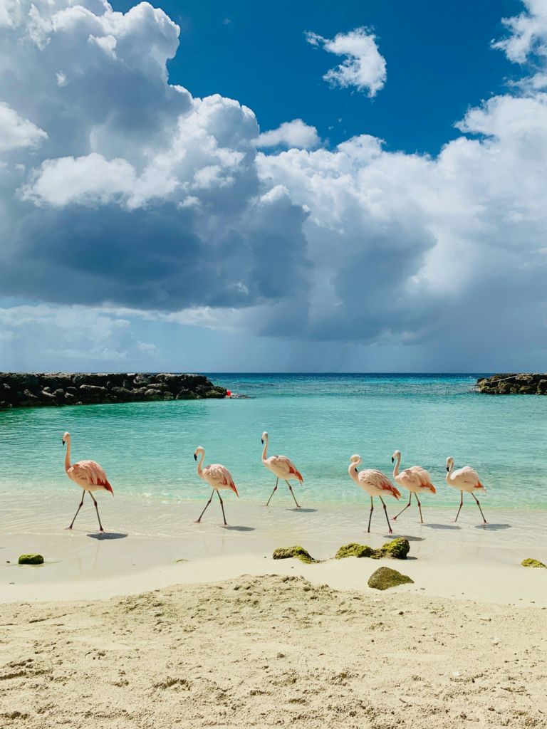 Flamingos walking along a beach in Aruba