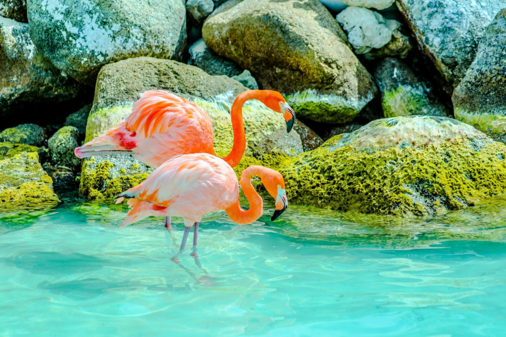 Two pink flamingos in the water at Renaissance Island, Aruba
