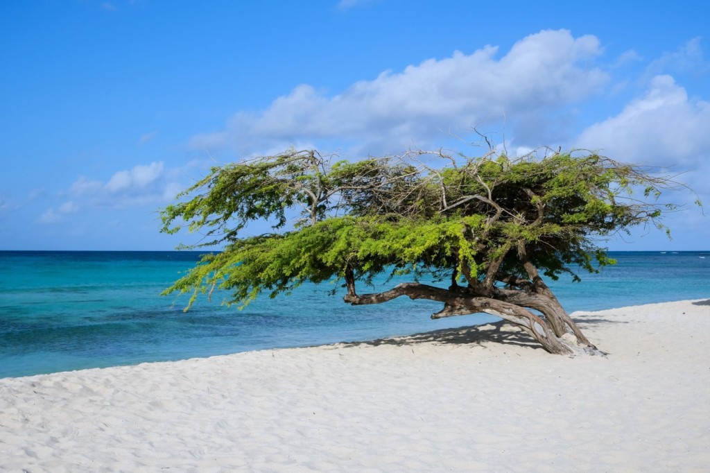 Divi divi tree beside turquoise water on an Aruba beach