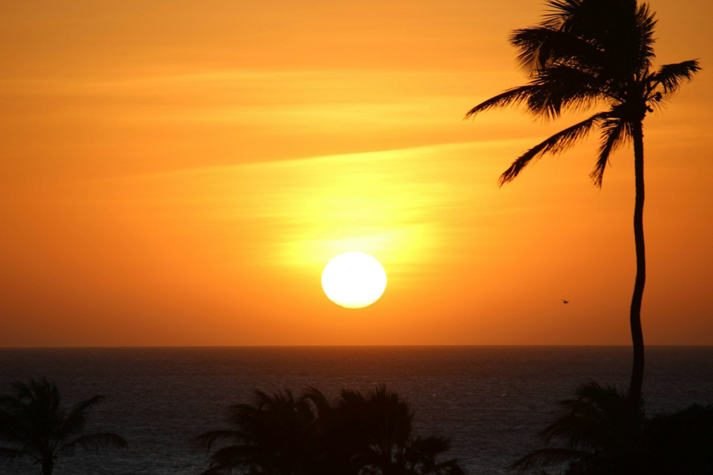 A palm tree silhouetted against an orange sunset in Aruba