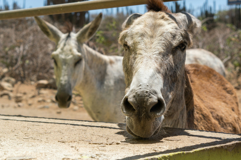 Two donkeys behind a fence in Arikok National Park, Aruba