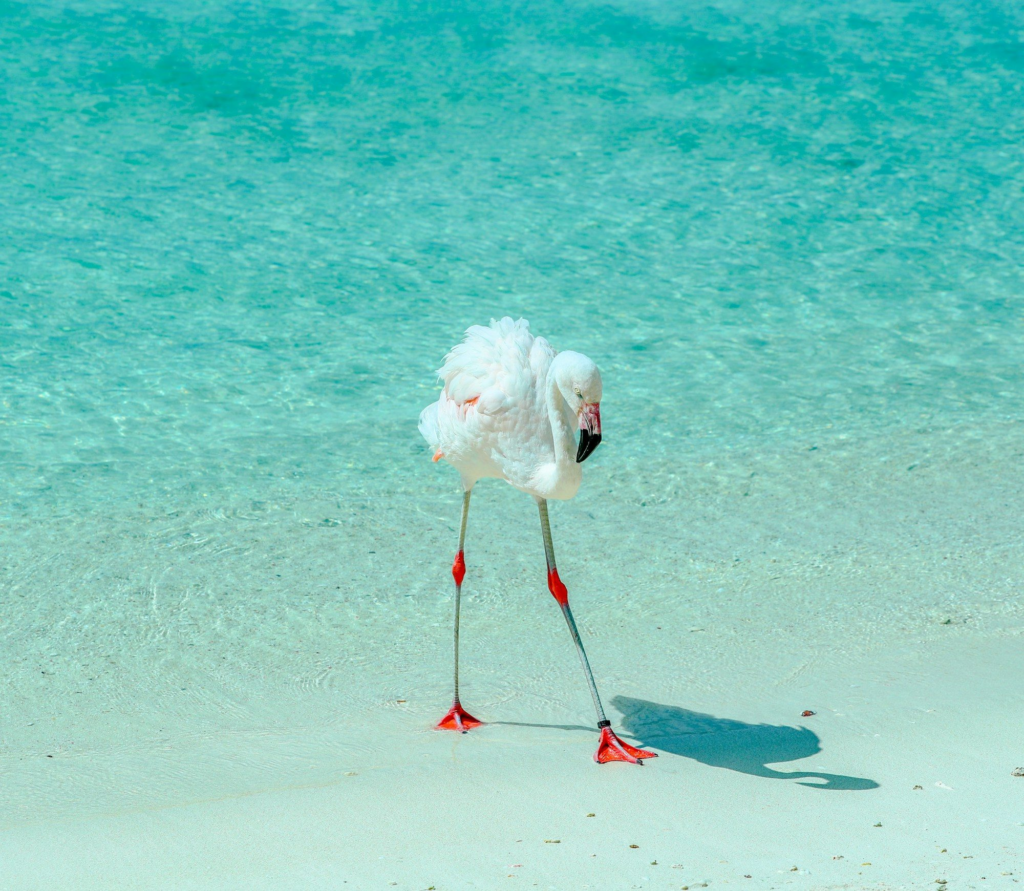A young flamingo standing in shallow water on a private island off Oranjestad, Aruba