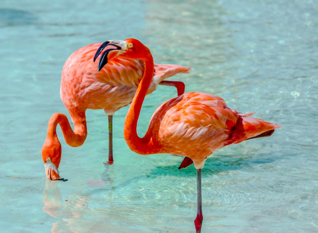 Two pink flamingos in the water on Renaissance Island, Aruba