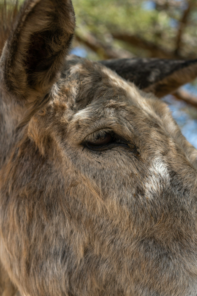 Close-up of a donkey's face among trees in Arikok National Park, Aruba
