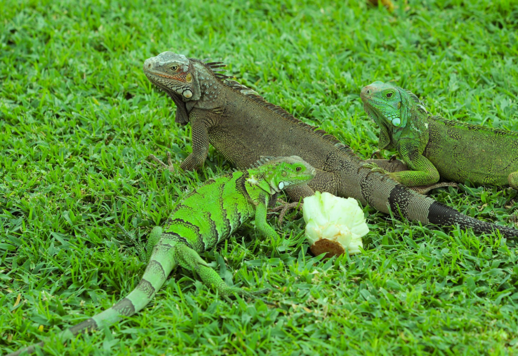 Three iguanas eating cabbage on grass in Aruba