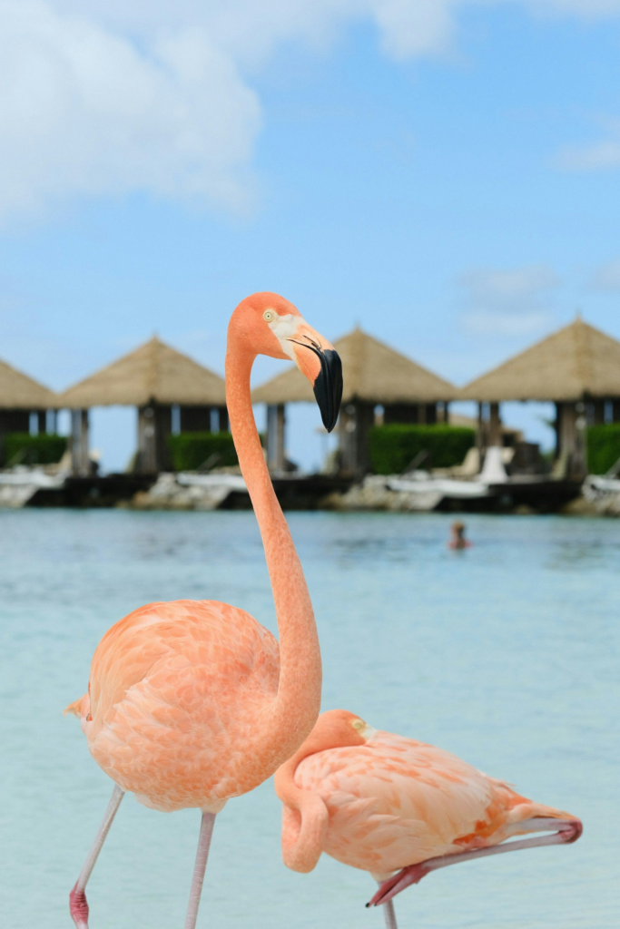 Two flamingos standing on a sandy beach in Aruba