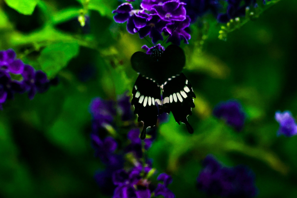 Black butterfly with white markings on purple flowers at the Butterfly Farm, Aruba