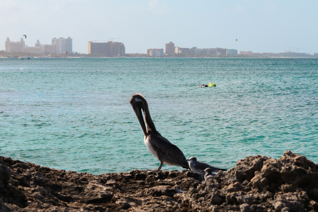 Pelican perched on rocks along the Aruban coastline