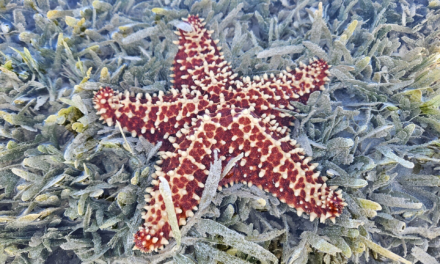 Aruba Wildlife: Donkeys, Iguanas, Flamingos, Butterflies and Where to See Them