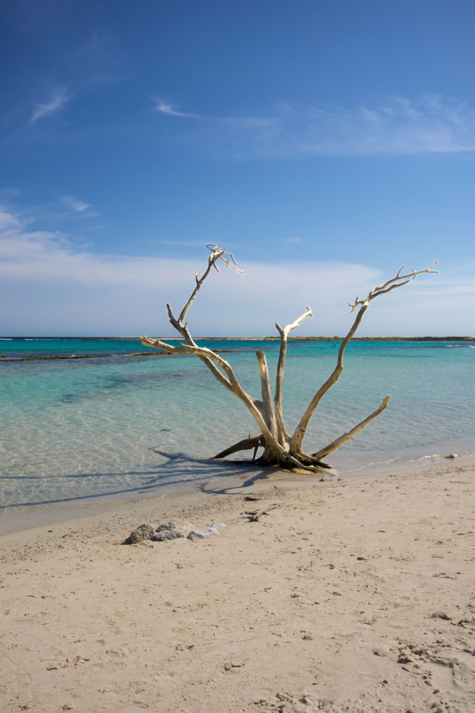 Driftwood on a sandy beach with turquoise water in San Nicolas, Aruba