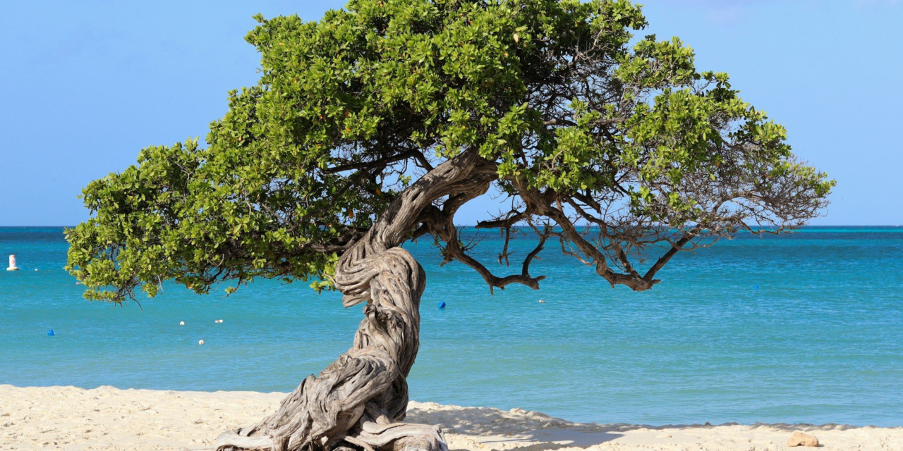 The 15 Best Beaches in Aruba (and Which One Fits Your Day)