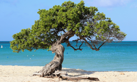 The 15 Best Beaches in Aruba (and Which One Fits Your Day)