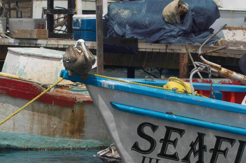 A pelican perched on a colorful fishing boat in an Aruba port