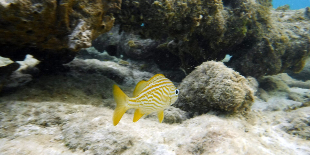 The Best Snorkeling Spots in Aruba, From Beginner Coves to Shipwrecks