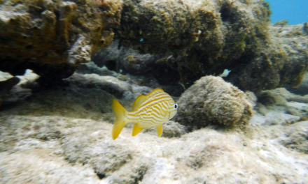 The Best Snorkeling Spots in Aruba, From Beginner Coves to Shipwrecks