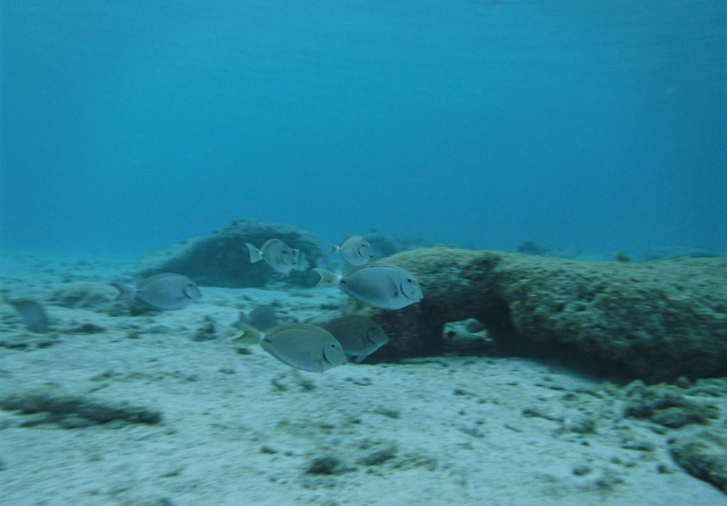 A school of fish over the shallow reef at Mangel Halto, Aruba