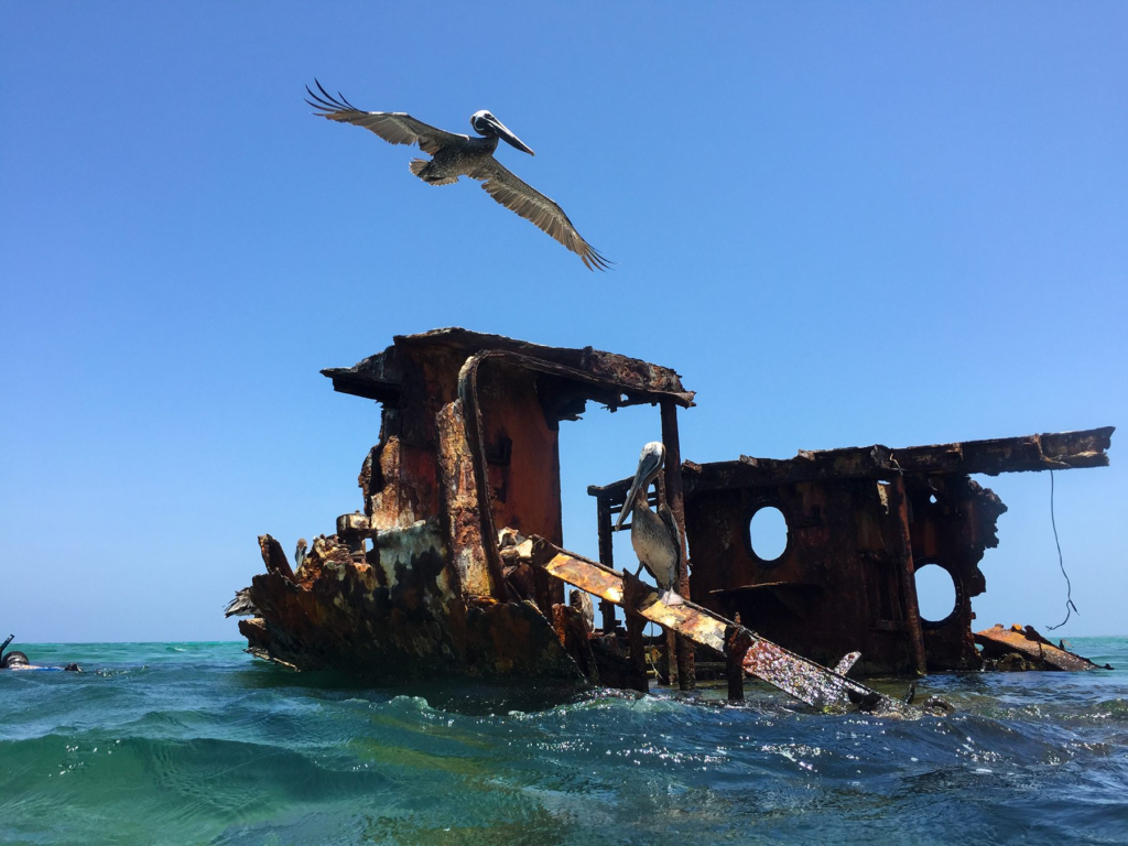 A pelican flying over a rusting shipwreck in shallow water at Malmok, Aruba