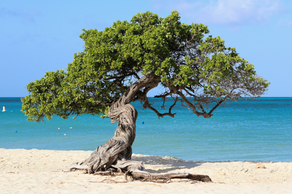 A fofoti tree on Eagle Beach, Aruba