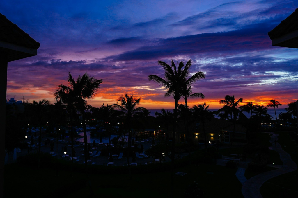 Palm trees silhouetted at sunset in Aruba