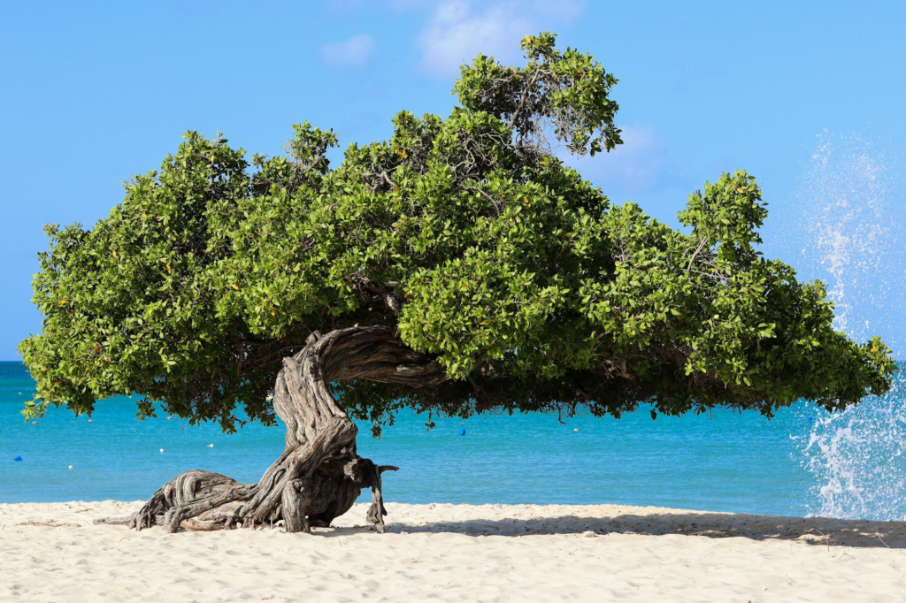 Waves splashing around a fofoti tree on Eagle Beach, Aruba