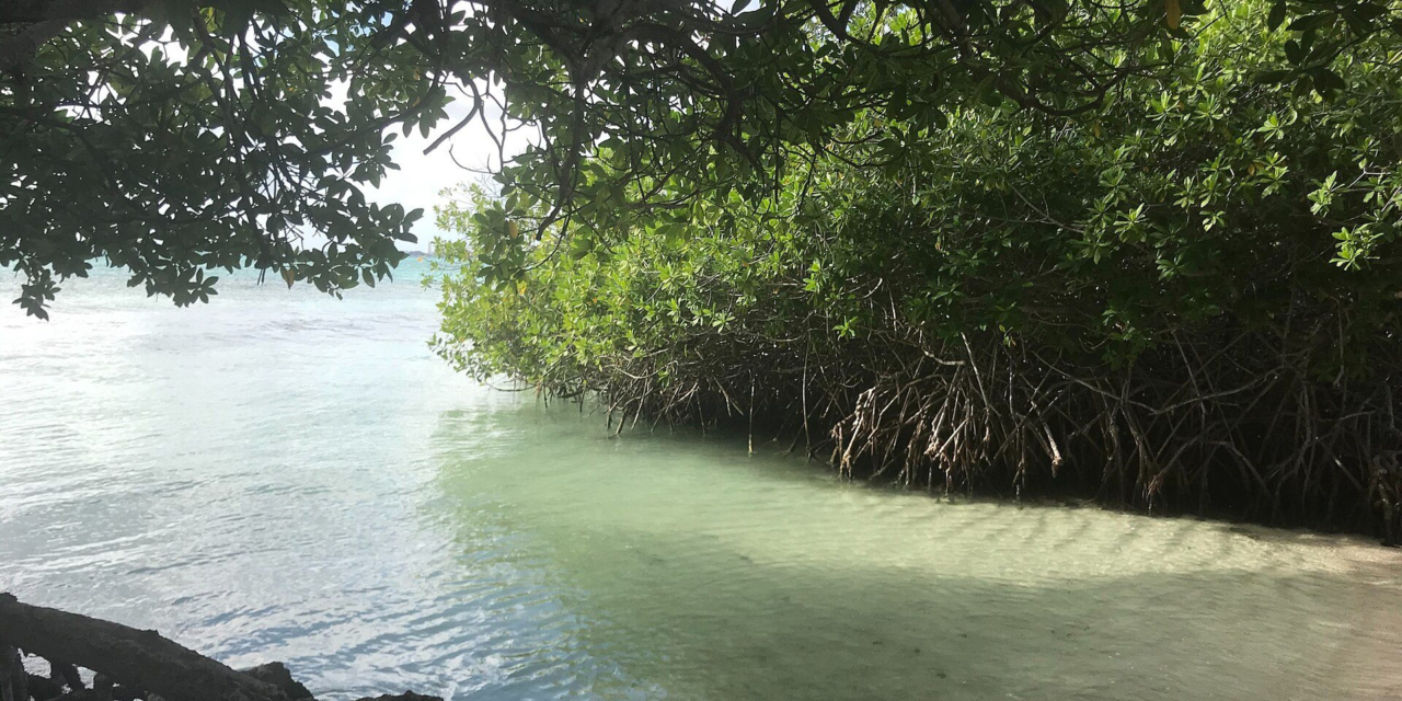 Clear Kayaking in Aruba: Where to Paddle and How to Get the Best Photos