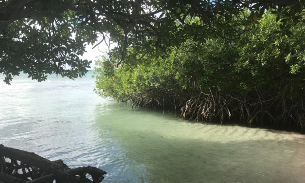 Clear Kayaking in Aruba: Where to Paddle and How to Get the Best Photos