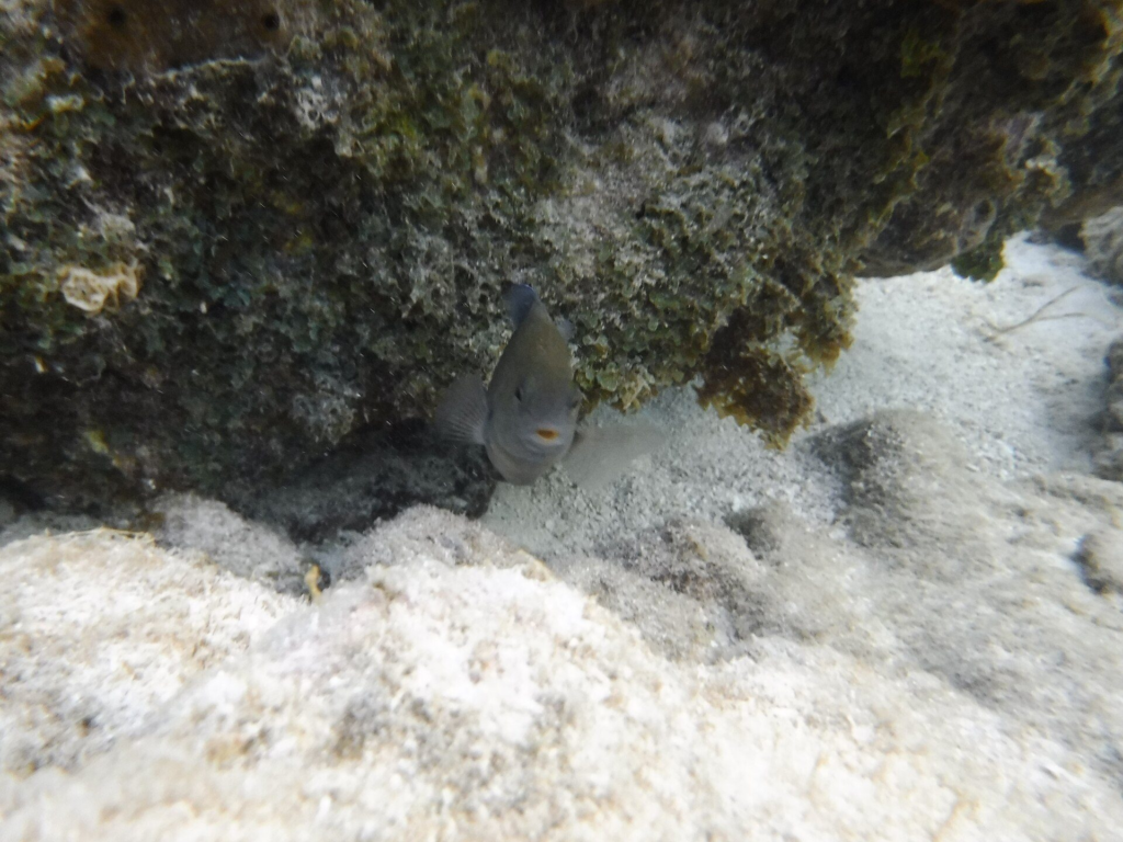 A fish sheltering under a coral ledge in shallow water at Mangel Halto