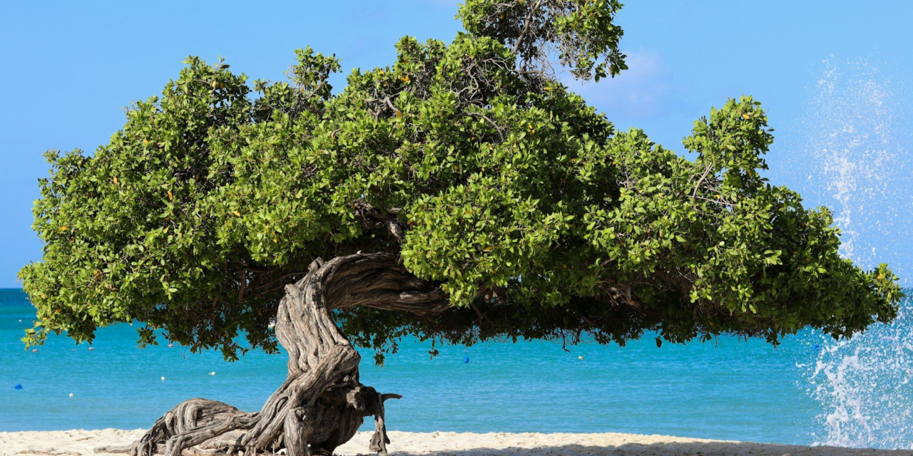 Eagle Beach Aruba: The Complete Guide to the Fofoti Trees, Sand and Sunsets