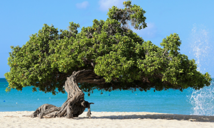 Eagle Beach Aruba: The Complete Guide to the Fofoti Trees, Sand and Sunsets