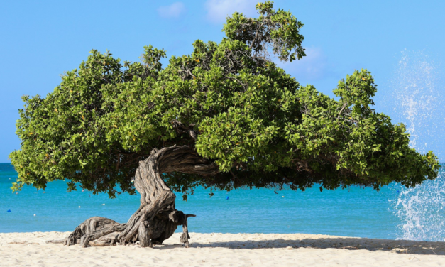 Eagle Beach Aruba: The Complete Guide to the Fofoti Trees, Sand and Sunsets