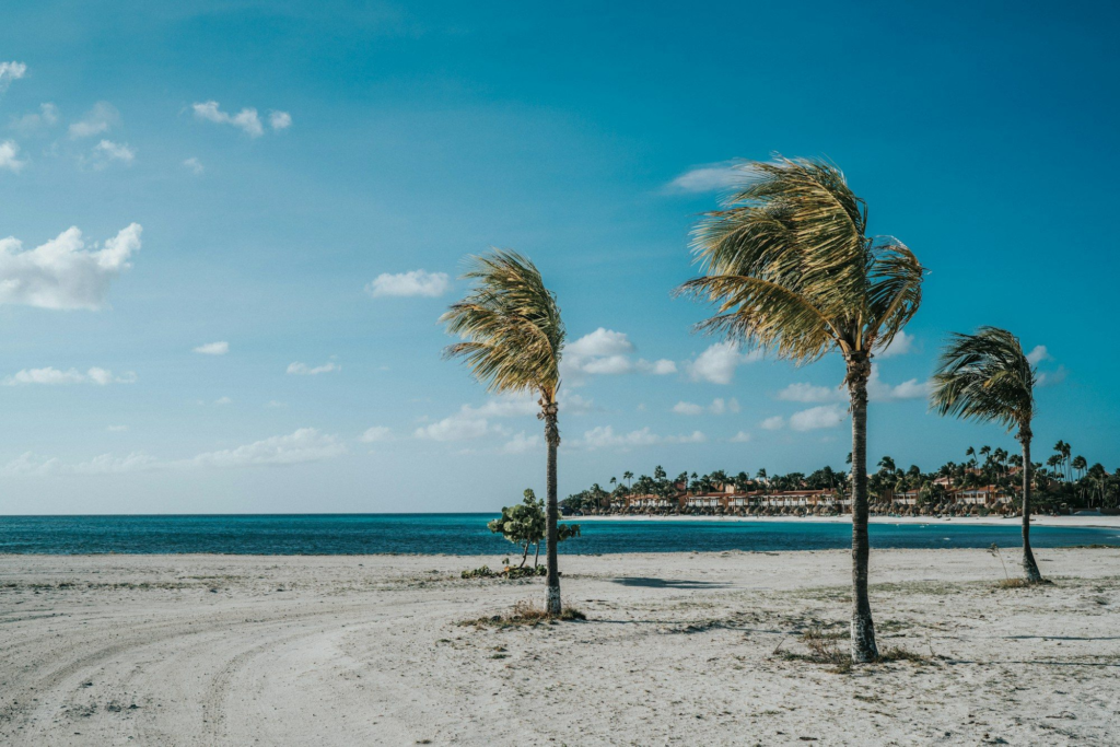 Wide, quiet stretch of Eagle Beach with palm trees and calm sea