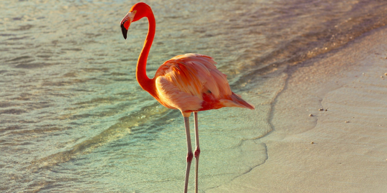 Flamingo Beach Aruba: Who Can Visit Renaissance Island and How