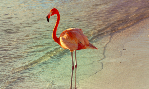 Flamingo Beach Aruba: Who Can Visit Renaissance Island and How