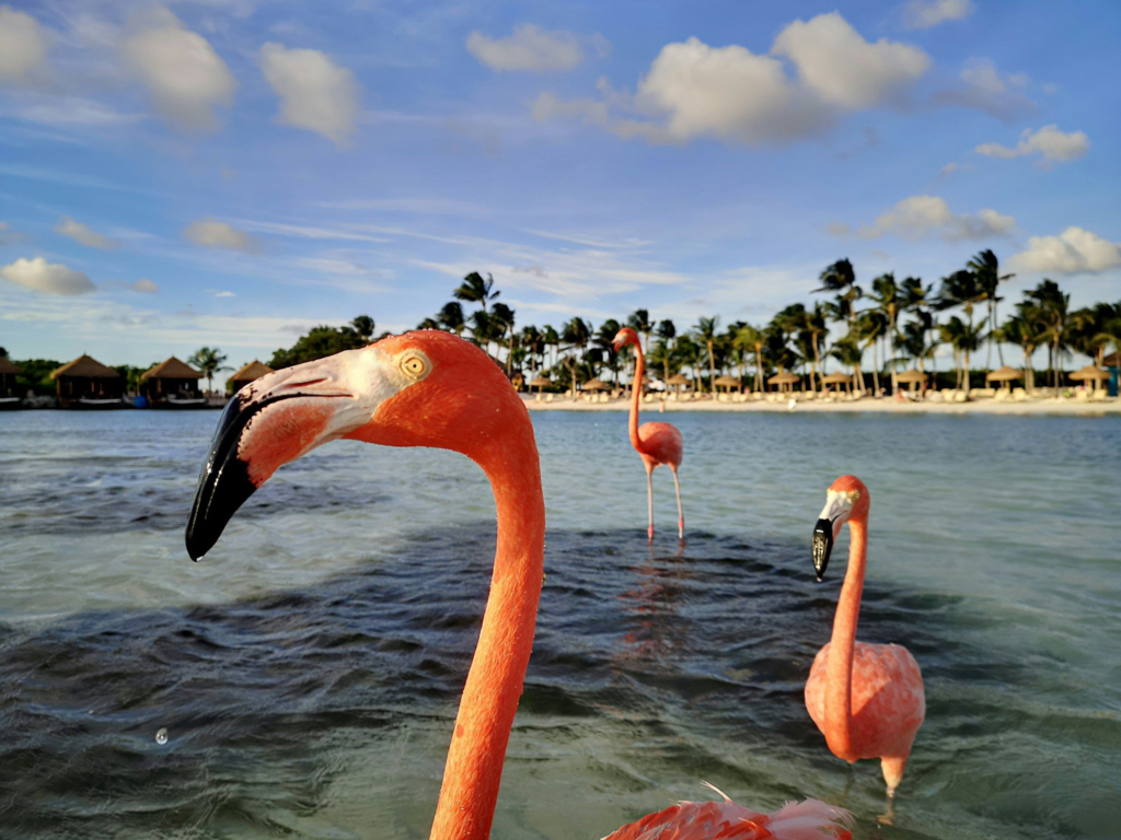 Flamingos wading in shallow water at Renaissance Island, Oranjestad, Aruba