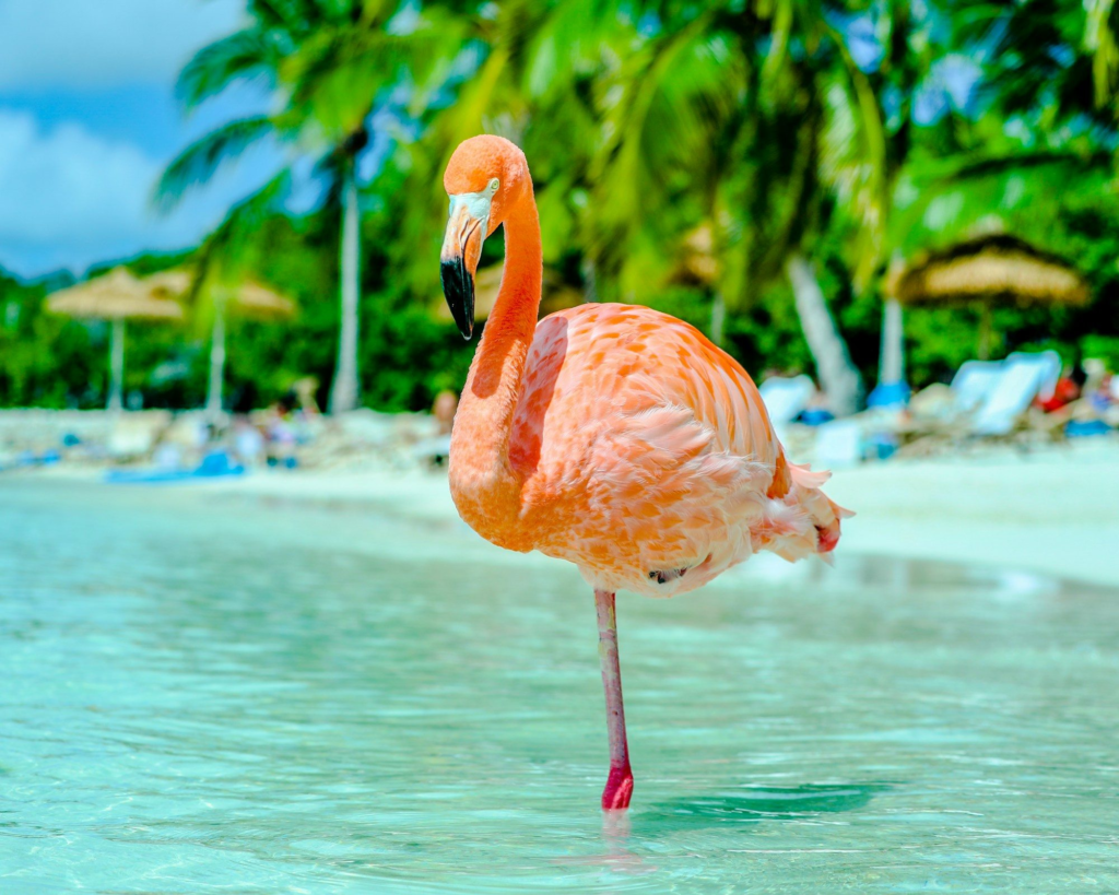 Pink flamingo standing in turquoise water on Renaissance Island, Aruba