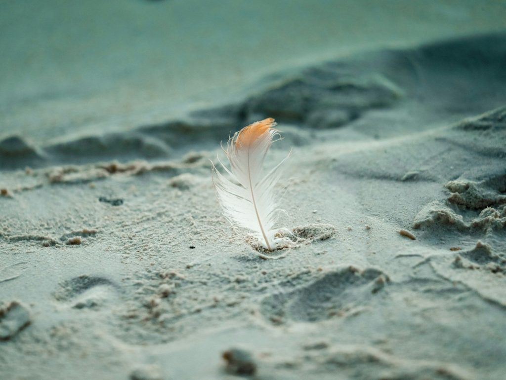 A flamingo feather on the sand at Renaissance Island, Aruba