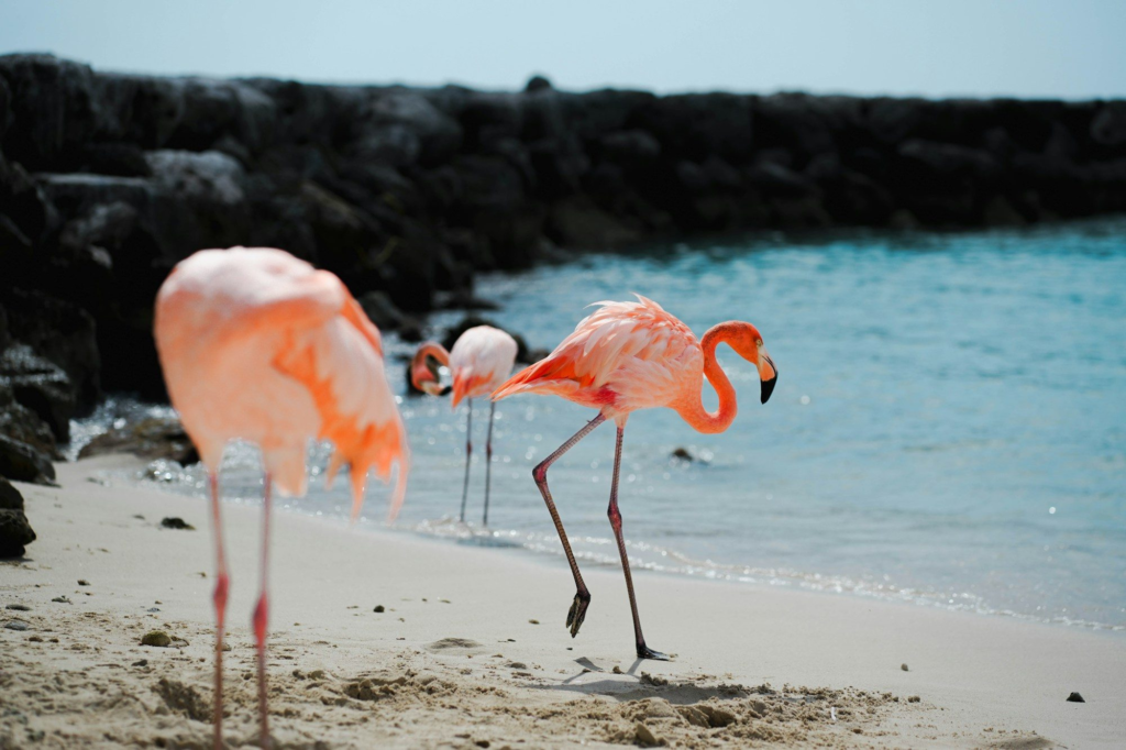 Group of flamingos on a sandy beach in Aruba