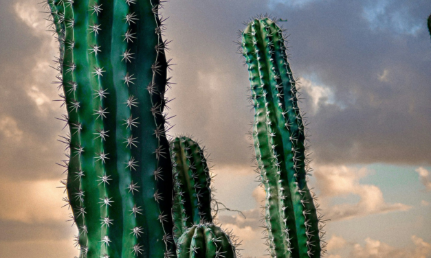 Getting Around Aruba: Rental Cars, Buses, Taxis and Tours Compared