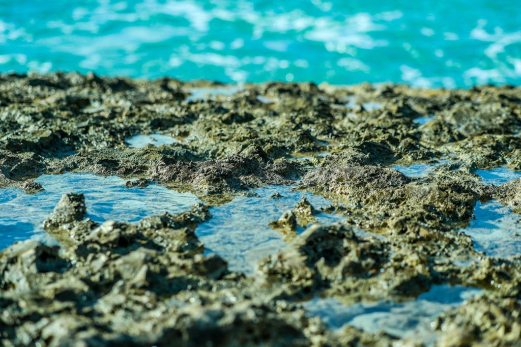 Rock pools filled with seawater along Aruba's rugged coastline