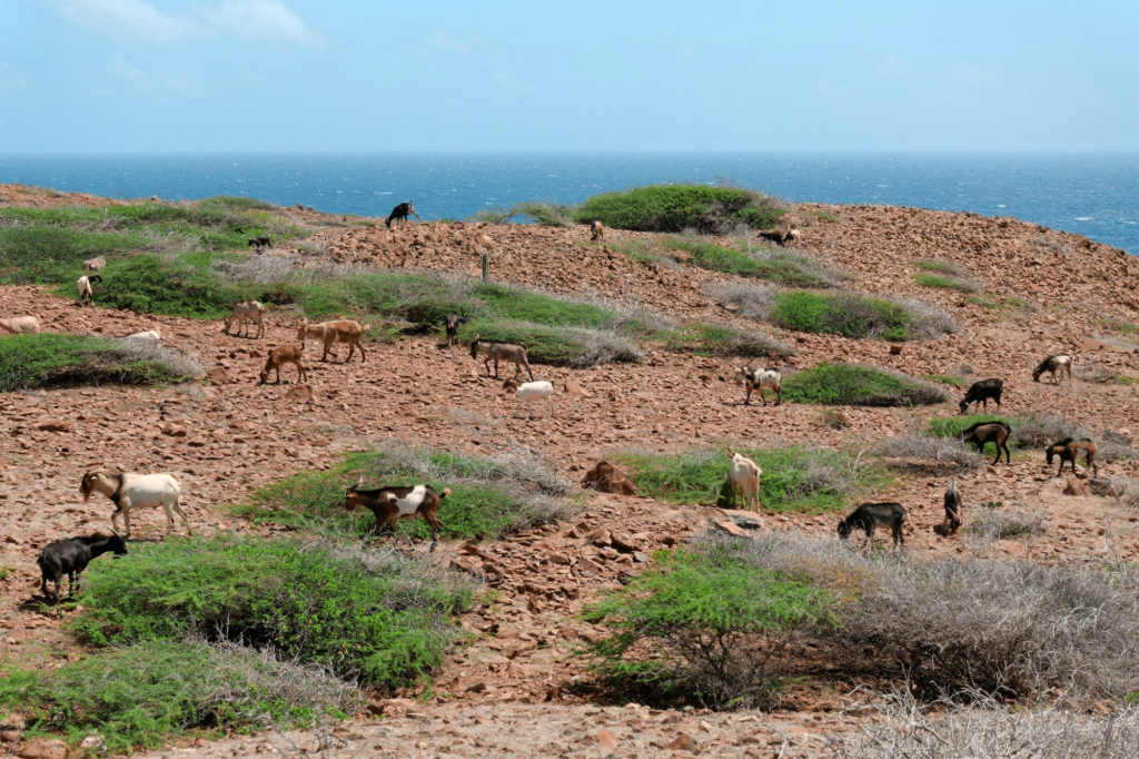 Goats grazing on a rocky hillside in Arikok National Park, Aruba